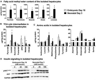 Remodeling of Hepatocyte Mitochondrial Metabolism and De Novo Lipogenesis During the Embryonic-to-Neonatal Transition in Chickens